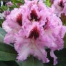 Rhododendron Kabarett