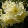 Rhododendron Karen Triplett