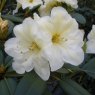 Rhododendron Karen Triplett
