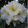 Rhododendron Karen Triplett