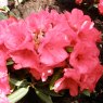 Rhododendron Karminkissen