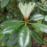 Rhododendron kesangiae