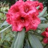 Rhododendron Kilimanjaro