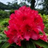 Rhododendron Kluis Sensation AGM