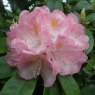 Rhododendron Lady Clementine Mitford AGM