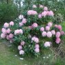 Rhododendron Lady Clementine Mitford AGM