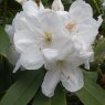 Rhododendron Langworth