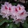 Rhododendron Le Progres