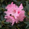 Rhododendron Lee's Scarlet