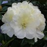 Rhododendron Lemon Dream