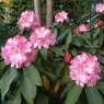 Rhododendron Lem's Monarch  AGM