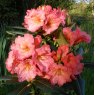 Rhododendron Lem's Tangerine