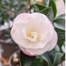 Camellia sasanqua Paradise Audrey