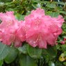 Rhododendron Linda  AGM
