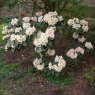 Rhododendron Lionel's Triumph