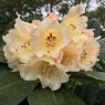 Rhododendron Loch Awe