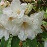 Rhododendron Lodauric Iceberg