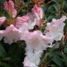 Rhododendron Loderi Game Chick