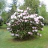 Rhododendron Loderi Game Chick