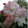 Rhododendron Loderi Helen