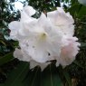 Rhododendron Loderi Helen