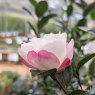 Camellia sasanqua 'Paradise Audrey'