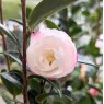 Camellia sasanqua 'Paradise Audrey'