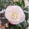 Camellia sasanqua 'Paradise Audrey'