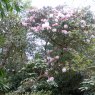 Rhododendron Loderi Pink Coral