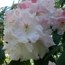 Rhododendron Loderi Pink Diamond  AGM