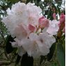Rhododendron Loderi Sir Edmund