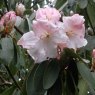 Rhododendron Loderi Venus AGM