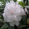 Rhododendron Loder's White  AGM