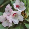 Rhododendron longesquamatum