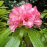 Rhododendron longipes