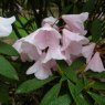 Rhododendron longipes var. chienianum