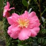 Camellia sasanqua 'Paradise Belinda'