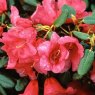 Rhododendron Lovely William