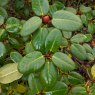 Rhododendron Lovely William