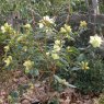 Rhododendron lutescens 'Bagshot Sands'  AGM