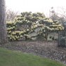 Rhododendron macabeanum  AGM