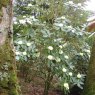 Rhododendron macabeanum  AGM