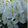 Rhododendron Madame Masson AGM