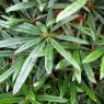 Rhododendron makinoi  AGM (best narrow leaf)