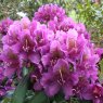Rhododendron Marcel Menard AGM