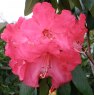 Rhododendron Marie Curie