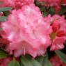 Rhododendron Marlis  AGM