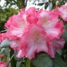 Rhododendron Marlis  AGM  STANDARD