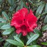 Rhododendron Maxine Childers