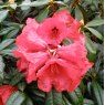 Rhododendron Maxine Childers